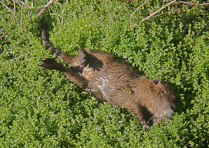 [Looking down from above at a nutria on its back in the short green growth at the edge of the water in the drainage ditch. There is so much greenery, there is not much water visible. The nutria's fur appears to be wet.]